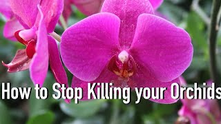 How to WATER your Orchids Correctly [upl. by Leler581]