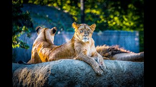 Paradise Wildlife Park in Broxbourne HertfordshireEngland  Walk in the park  Animal Sounds Real [upl. by Farkas]