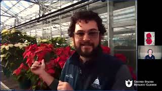 Ask an Expert Growing Poinsettias Online QampA [upl. by Belicia570]