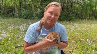 Meet Petunia Happy Beaver Day [upl. by Jacobson]