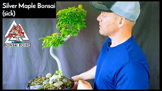 Silver Maple Bonsai 2 sick [upl. by Columba]