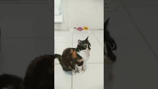 KKKKKKKKKKKKKKKKKKKKKK Olha a reação da minha gata Mirla vou gravar mais comida de outras gatas [upl. by Lavinie]