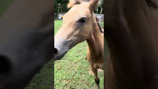 Foal Mysti Being Ornery With Mother Tops Baby [upl. by Claiborne]