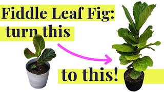 Fiddle Leaf Fig  Care amp Rescue Tips [upl. by Oibesue]