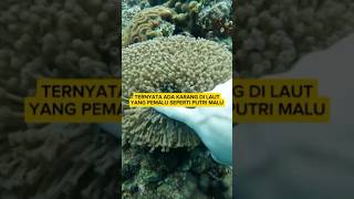 Ketika Karang Menyembunyikan Dirinya Saat Disentuh – Acropora Millepora shorts keluargacemoro [upl. by Tenner]