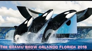 Shamu Killer Whale Show  Seaworld Orlando 2016  Full [upl. by Russian]