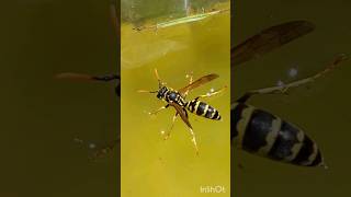 nature insecte insects guepe wasp occitanie france🇫🇷 [upl. by Francisco443]