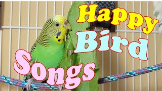 12 Hr Help Quiet Parakeets Sing Playing This Cute Budgies Chirping Reduce Stress of lonely Birds [upl. by Assillam765]