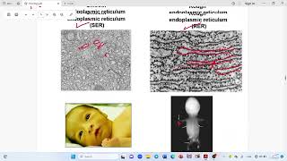 Endoplasmic Reticulum amp Annulate Lamellae [upl. by Almena]