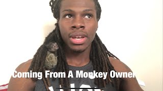 HERE’S WHY MARMOSET MONKEYS DO MAKE GREAT PET’S [upl. by Anauqal3]