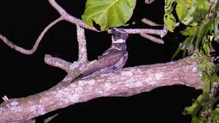 Great Ear Nightjar flying and night 201909 [upl. by Clo784]