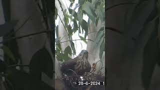 an eagle 🦅 sitting on branch beautifulview song shortvideo [upl. by Harragan]