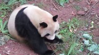 Panda Mother Gong Zhu Retired to the Ganzhou Zoo [upl. by Pallaton435]