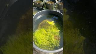 Pearlweed is Looking Good Dragonfly not so much aquariumfishkeeping [upl. by Dulsea234]