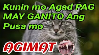 Kunin mo AGAD PAG may GANITOang pusa mo  agimat [upl. by Shem]