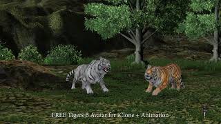 FREE Tigers B Avatar for iClone  Animation [upl. by Idhem]