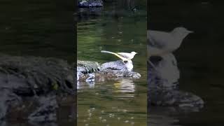 bergeronnette des ruisseaux filmée en Bretagne [upl. by Follansbee]