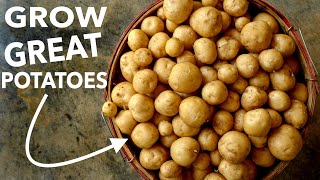 NoTIll Potatoes  How to Grow Harvest Store [upl. by Dorothy]