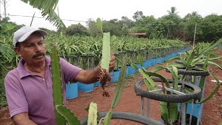 Dragon Fruit തൈ ഉണ്ടാക്കുന്നത് മുതൽ വിളവെടുപ്പ് വരെ അറിയേണ്ടതെല്ലാം [upl. by Caffrey]