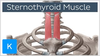 Sternothyroid Muscle Origin and Insertion  Human Anatomy  Kenhub [upl. by Eldnik]