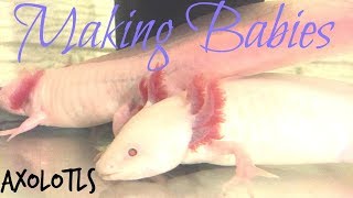 Axolotls Breeding  Timelapse [upl. by Marketa]