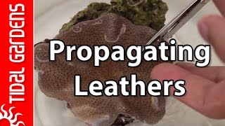 Sarcophyton Leather Coral Propagation [upl. by Pedaiah]