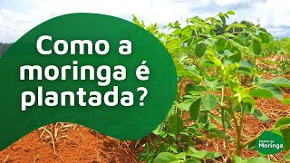 Como a moringa é plantada [upl. by Iniffit543]