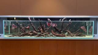 Discus Heckel Cross 17 pcs Review from My customer Big tank 250 CM kakardiscus discus [upl. by Aneej]