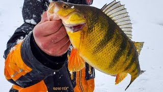 Ice Fishing JUMBO Perch in a BLIZZARD [upl. by Dorri]