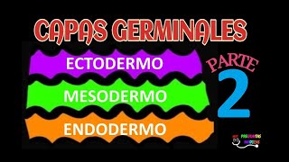 CAPAS GERMINALES PARTE 2 EMBRIOLOGIA ECTODERMO MESODERMO ENDODERMO 🌈😀 [upl. by Ydasahc693]