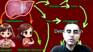 Liver Tests and Function What tests exist for liver evaluation [upl. by Trbor940]