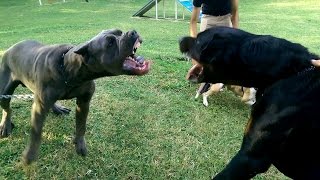 Cane corso vs rottweiler vs american pittbull [upl. by Enecnarf71]