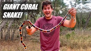 Finding a GIANT Coral Snake Record Sized [upl. by Mauer]