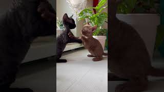 Close up of Kittens Playing near Plants cats kitten shortsfeed shortvideo shortsvideo shorts [upl. by Durer]