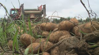 Harvest break allows students to help Aroostook County farms But what does its future look like [upl. by Cressler491]