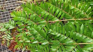 Majestic Royal Fern A Tranquil Journey at Foulshaw Moss Cumbria [upl. by Imoyaba]