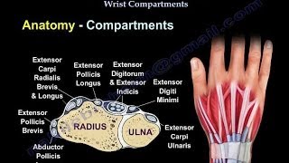 Conditions Affecting Dorsal Wrist Compartments  Everything You Need To Know  Dr Nabil Ebraheim [upl. by Jovitta204]