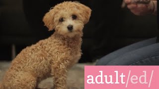 adulted Ep 6 PUPPIES HOW TO TRAIN YOUR DOG [upl. by Garibold]