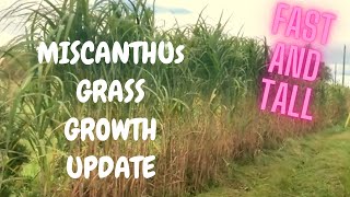 How to Grow Miscanthus Giganteus Elephant Grass  Growth Update of Fastest and Tallest Grass [upl. by Patrick]