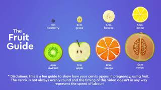 How your cervix dilates during labourthe Fruit Guide [upl. by Eatnuhs2]