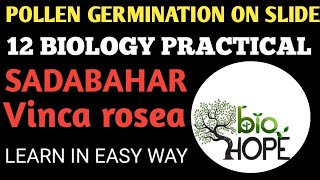 class 12 Biology Practical Pollen germination on slidein vinca rosea sadabahar with Shareef sir [upl. by Bouchier]