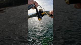 Insane fighting fish fishing fish groper [upl. by Baalbeer730]