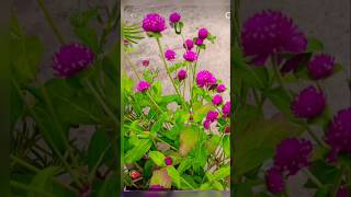 Gomphrena flower all season flower beautiful flower must add to your gardenyoutubeshorts garden [upl. by Alikam]