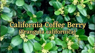 California Coffee Berry  Frangula californica  Drought Tolerant Broadleaf Evergreen [upl. by Carlton]