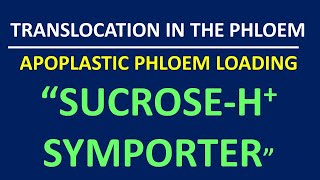 APOPLASTIC PHLOEM LOADING quot SUCROSEH IONS SYMPORTERquot [upl. by Enihsnus]