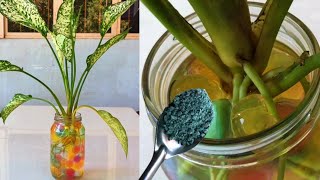 Every woman should know this technique of growing aquatic plants its very easy garden [upl. by Hamforrd]