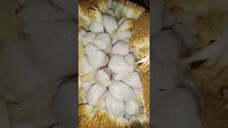 Amazing Marang Fruit  Artocarpus Odoratissima  Smelly but Yummy philipine fruit shorts marang [upl. by Odeen239]