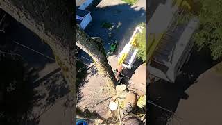 Sawing down HUGE ELM Tree Tops chainsaw [upl. by Nahsab864]