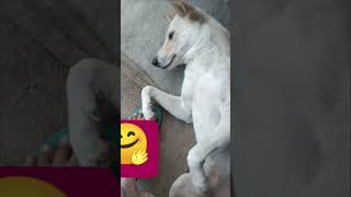 yuvimicky dog funny yuvi doglover viralshort [upl. by Ewan65]