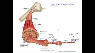 Skeletal muscle organization [upl. by Rothberg]